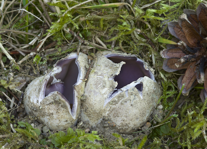 Sarcosphaera coronaria